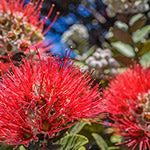 ohia lehua flower