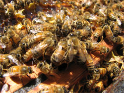 Bee Communicate