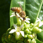 noni flower