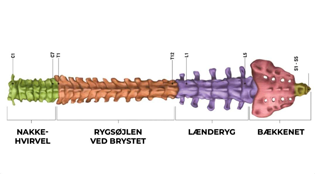 beskrivelse-af-dele-af-rygsøjlen