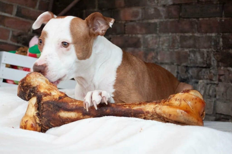 are mammoth bones safe for dogs