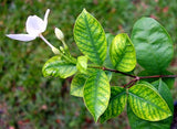 Interveinal chlorosis- leafy island- plant issues
