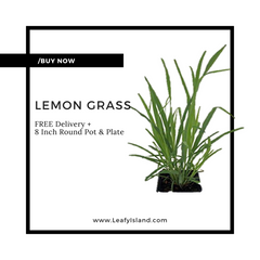 Medicinal Benefit of Lemongrass - Buy Lemon Grass Online - Leafy Island