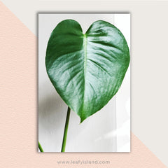Solid heart leaf- Monstera- Leafy Island