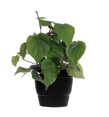 Medicinal Benefit of Piper Betel Plant - Buy Betel Plant Online - Leafy Island