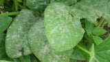 powdery mildew- leafy island- plant issues