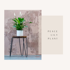 Peace Lily- Office Plants- Leafy Island