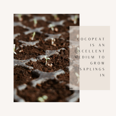 Cocopeat- Soil Basics- Leafy Island