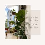 Fiddle Leaf- Home Plants- Leafy Island