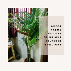 Areca palm plant - Leafy island