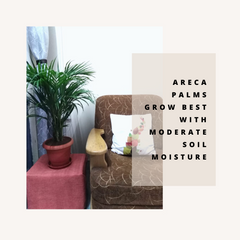 Areca- Leafy Island