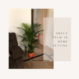 Areca Palm- Tall Plants- Leafy Island