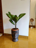 floor plant - Ruffle Fan Palm- Leafy Island