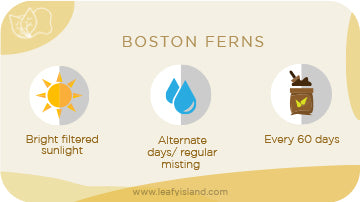 Boston Ferns- Hanging Plants- Leafy Island