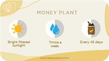Money Plant- Plants for Hanging Basket- Leafy Island
