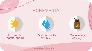 Echeveria- Succulent- Leafy Island