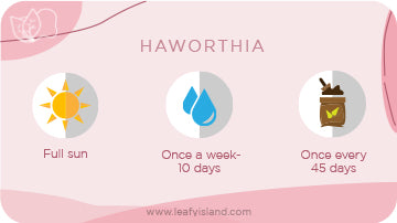 Haworthia- Succulents- Leafy Island