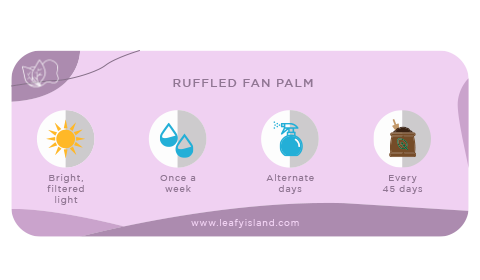 Ruffle Palm- Care Guide- Leafy Island