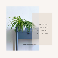 spider plant - plants for office - leafy island