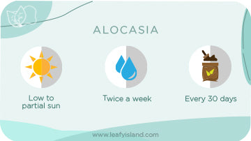 Alocasia- Vetrtical Gardening- Leafy Island