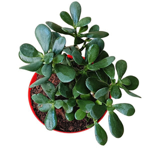 Jade Plant (Big Leaf) in Red Pot