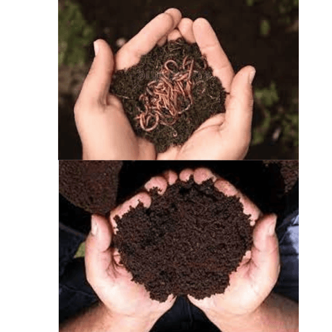 Vermicompost