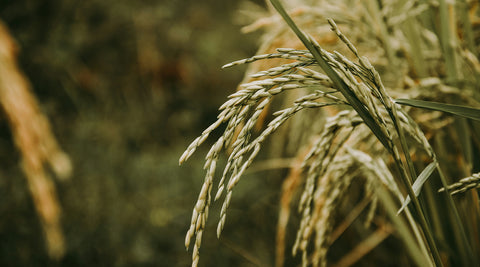 rice in field for harvesting