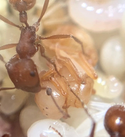 Pogonomyrmex Occidentalis Alate Pupae| Insect Supplies Canada