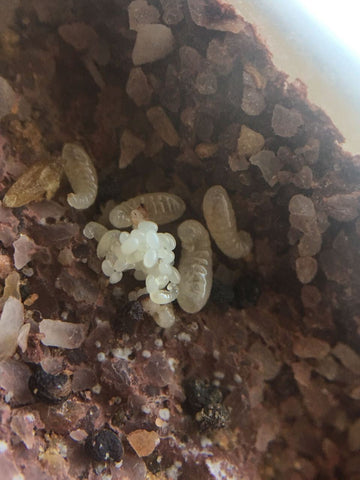 Pogonomyrmex Larvae | Insect Supplies Canada