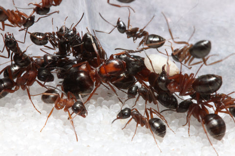How to Raise Formica – A Complete Guide – Ant Essentials