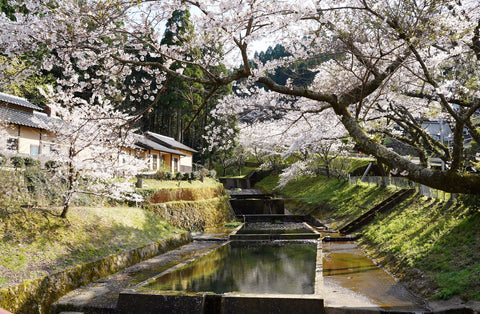 Cherry blossoms in front of Nakaoyama Denshukan