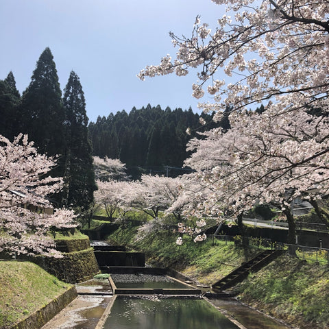 中尾山の桜