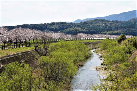 波佐見町桜づつみ