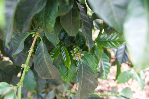 San Francisco and El Rodeo coffee plant 