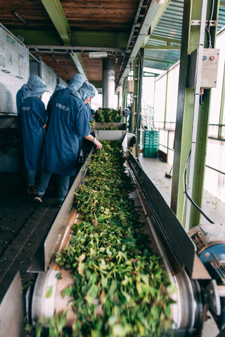 Sorwathe tea grading and separating 