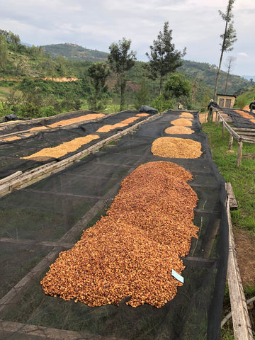 Honey processing beans and dry beds
