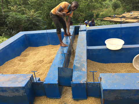 Coffee farm workers and drying beds in Bumbogo, Rwanda