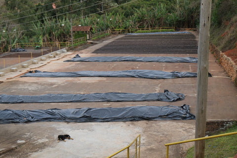 Pocos de Caldas coffee drying beds