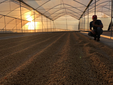 Santa Teresa 2000 green coffee drying beds, Tarrazu, Costa Rica 