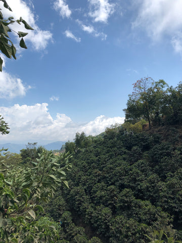 San Francisco 1900 coffee farm, Tarrazu, Costa Rica 