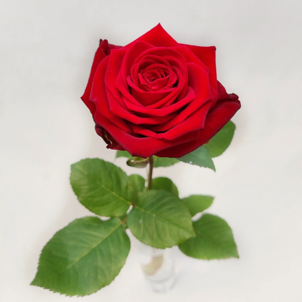 Ruusu tummanpunainen – Kukkamaaria