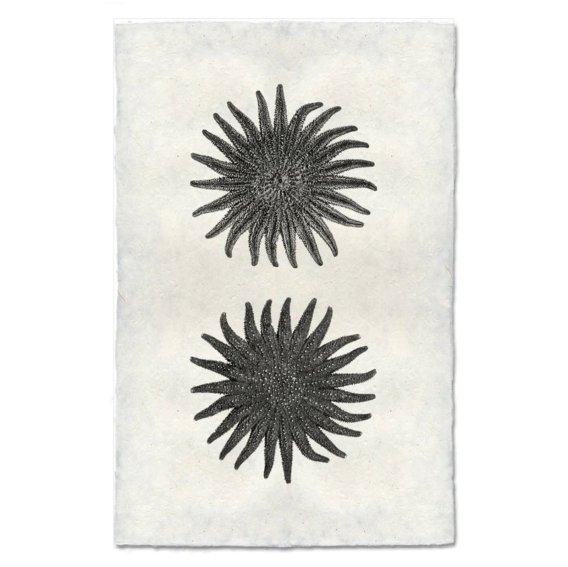 23 Legged Starfish, B&W
