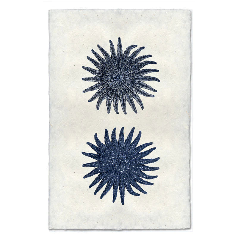 23 Legged Starfish, Blue
