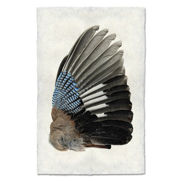 Blue Jay Wing (Left)