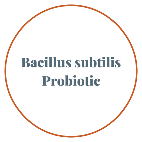 Bacillus subtilis probiotic