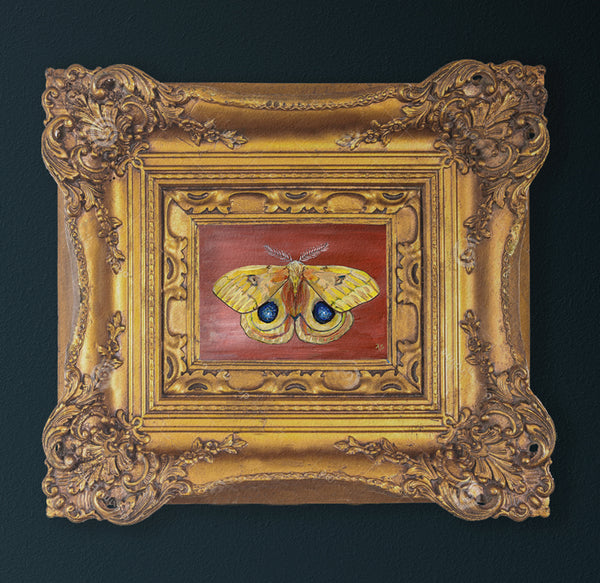 Io Moth painting in ornate gold frame by Aimee Schreiber