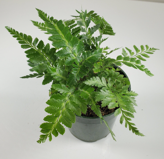 Arachniodes simplicior | 'East Indian Holly Fern' | Live House Plant – Frond & Folia