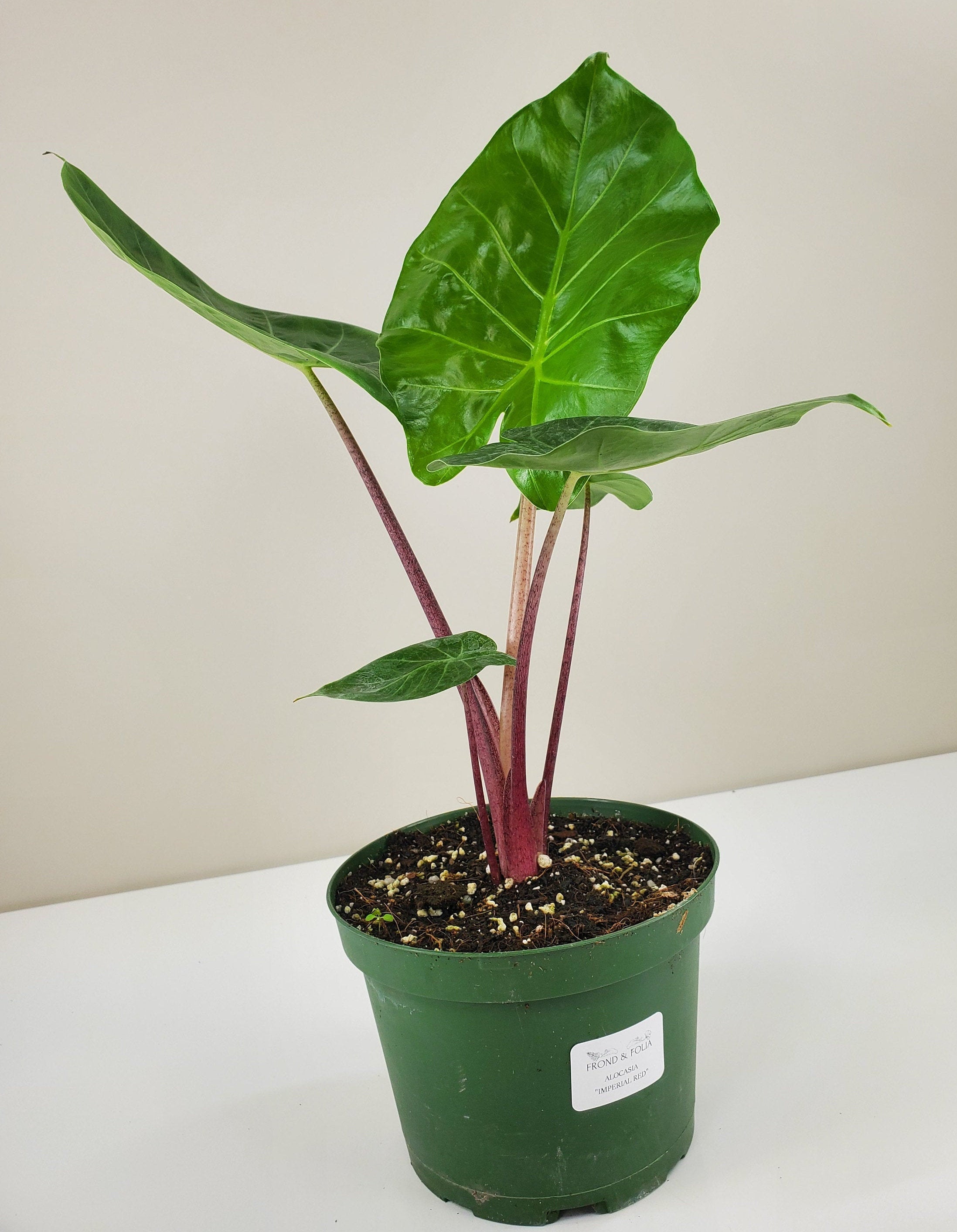 Alocasia 'Imperial Red' | Healthy Plants Delivered – Frond & Folia