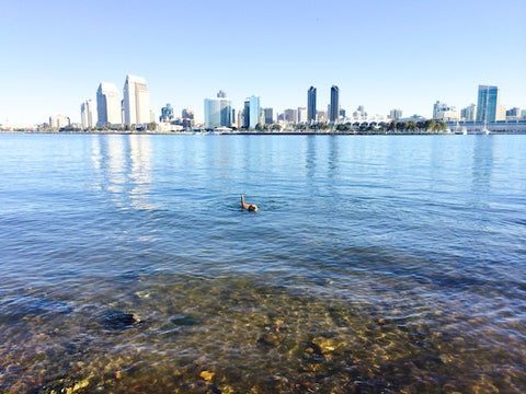 bodie-swimming-bay-dog-friendly-coronado