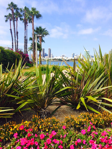 dog-friendly-coronado-bay-flowers